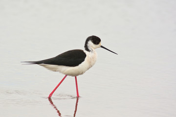 cavaliere d'Italia (Himantopus himantopus) nello stagno