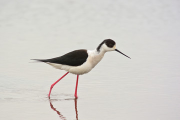 cavaliere d'Italia (Himantopus himantopus) nello stagno