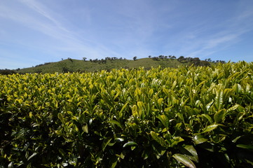 Tea farm