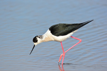 cavaliere d'Italia (Himantopus himantopus) nello stagno
