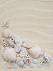 Fototapeta na wymiar Seashells, snails and corals on the sand