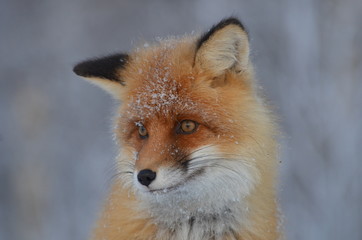 Fox