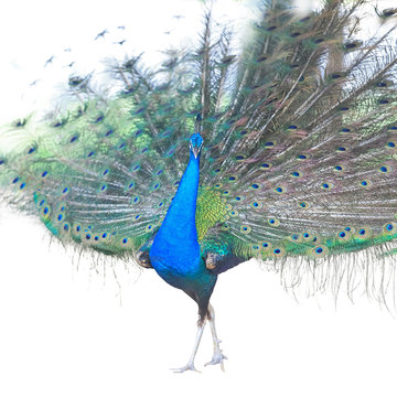 Fototapeta Male Indian  Peacock displaying tail feathers Isolated On White