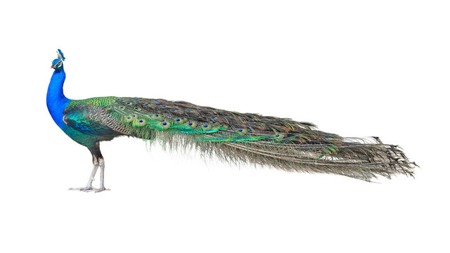 Fototapeta Beautiful Male Indian  Peacock Isolated On White Background