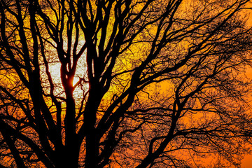 Tree Silhouette at sunset