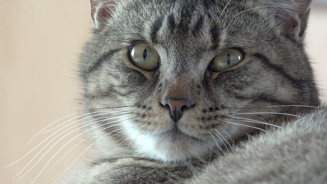Graue Katze schaut