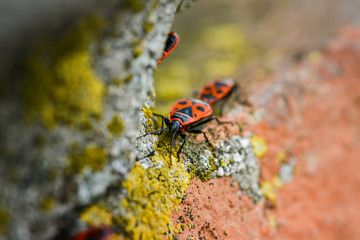 Firebugs - Pyrrhocoris Apterus on rocky background
