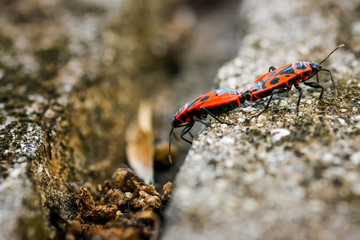 Firebugs - Pyrrhocoris Apterus on rocky background
