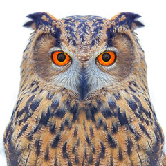 Owls look to the screen