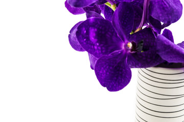 Purple orchid flower in vase, isolated on white