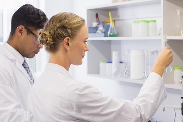 Fototapeta premium Concentrated scientists looking at beaker