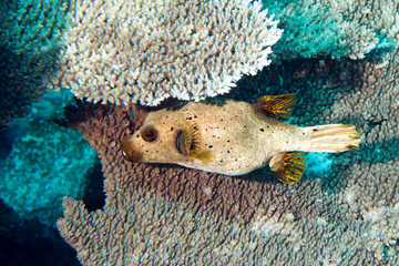 colorful ball puffer fish on the reef background © Andrea Izzotti