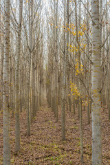 Fototapeta premium autumn