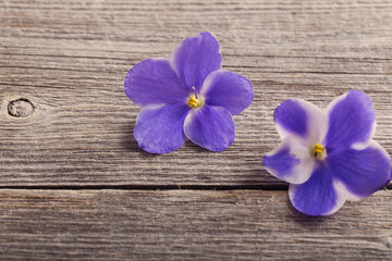 Fototapeta premium violet flowers on wooden background