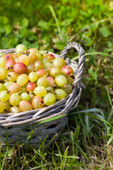 gooseberry in basket on grass