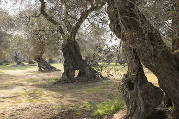 Obraz premium campagna del Salento