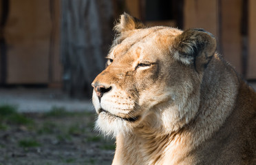 Obraz na płótnie Canvas Lioness in the sun