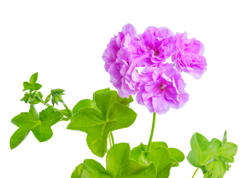beautiful blooming purple geranium flower with green leaves is i
