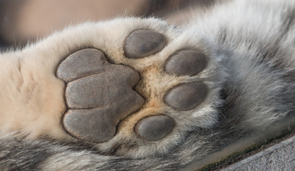 Obraz premium Snow Leopard paw macro