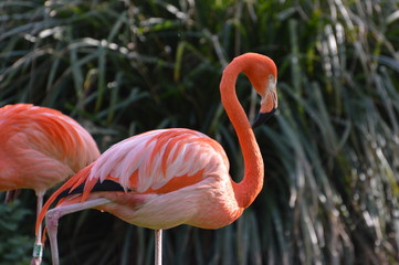 flamant rose 