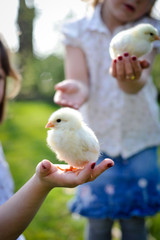 kinder spielen mit küken