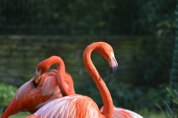 flamant rose 