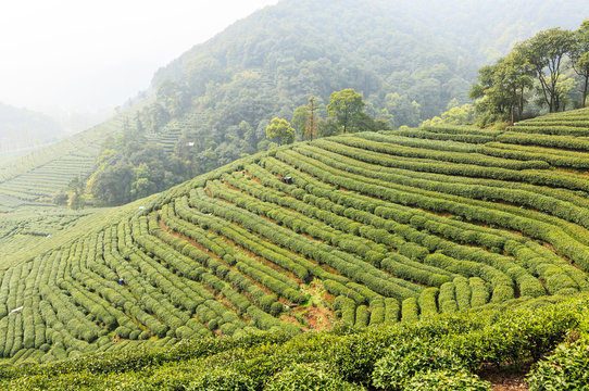 Tea Plantations In The Foggy Morning