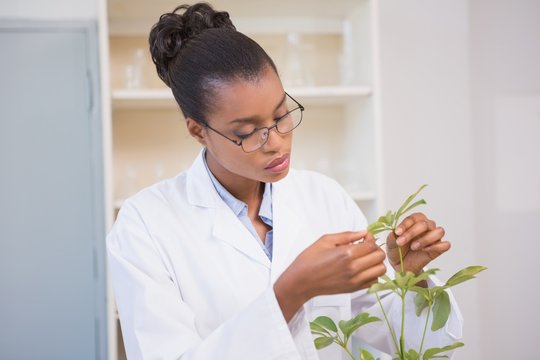 Scientist examining plant - Powered by Adobe