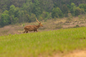 Male hog deer stand alone