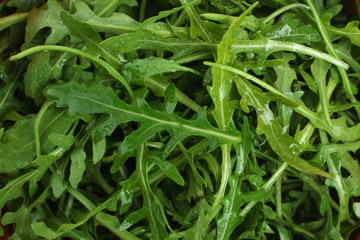 arugula texture