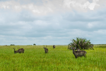 Duiker, St. Lucia. South Africa.