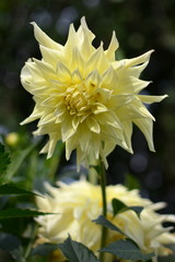 Beautiful yellow flower