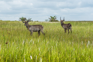 Duiker, St. Lucia. South Africa.