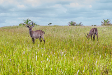Duiker, St. Lucia. South Africa.
