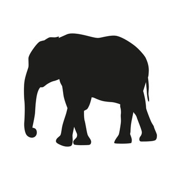 Isolated elephant. Vector silhouette