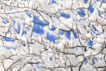 Frozen in the ice tree branches