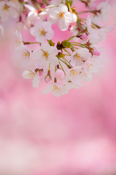 さくら （ソメイヨシノ）　ピンクの桜背景に