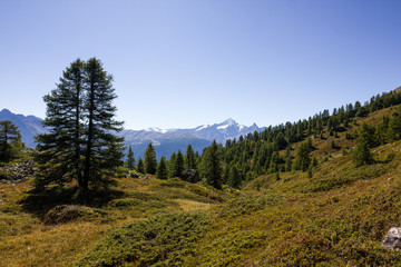 Fototapeta na wymiar Paesaggio di montagna con alberi