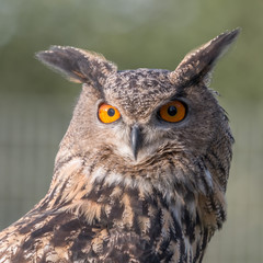 Naklejka premium Eagle Owl Portrait