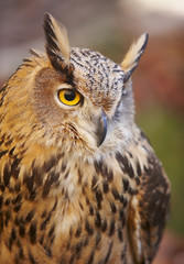 Owl with yellow eyes and warm background in Spain
