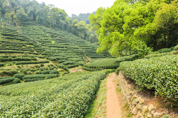 Fototapeta na wymiar Green tea garden scenery