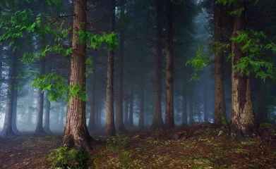 Gordijnen donker bos © mimadeo
