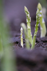 Spargel in der Erde