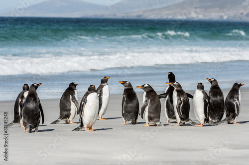 Пингвин на пляже без смс