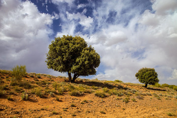 lonely trees in the mountains of Morocco