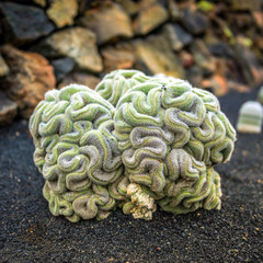 View of cactus garden , Lanzarote