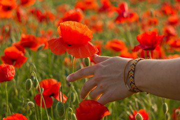 hand on poppy field close-up