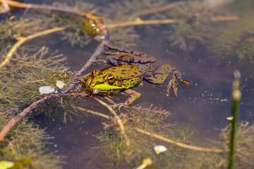 green frog Pelophylax saharicus in the wild, Morocco