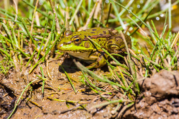 green frog Pelophylax saharicus in the wild, Morocco
