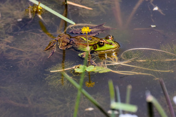 green frog Pelophylax saharicus in the wild, Morocco